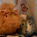 ��� ������ - ������� � �������� �� ������� ���� ����������