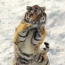 ���� �������, �����-���������, 54 ���� - ��������� 2 ���� 2014 � ������ ���� ����������