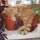 ���� ��������, ���������, 65 ��� - ��������� 16 ���� 2014 � ������ ������ ��������