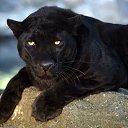 ���� ������, �������, 45 ��� - ��������� 15 ������ 2014 � ������ ���� ����������