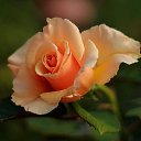 ���� ����, ������ - ��������� 14 ������ 2014 � ������ ���� ����������