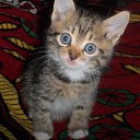 ���� ������, ������ - ��������� 1 ���� 2014 � ������ ������ ��������