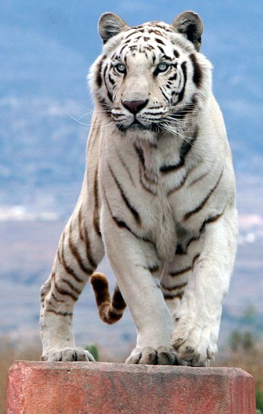 29      (International Tiger Day).     ... - 15