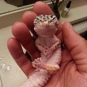 ���� ˸���, �����������, 44 ���� - ��������� 31 ���� 2014 � ������ ���� ����������