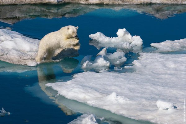     .  (Paul Nicklen)    National Geographic  ... - 22