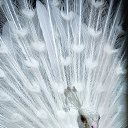 ��� ���� �� ������� ���� ����������