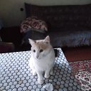 ������ �� ������� ���� ����������