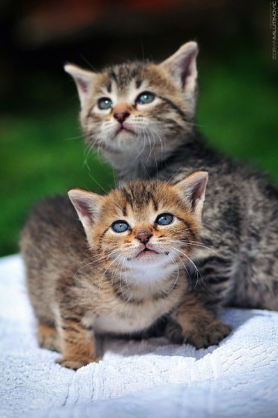 Фотограф Zoran Milutinovic.Мама распустила кота: животное по ночам истерически бьет лапами по лотку, ... - 6