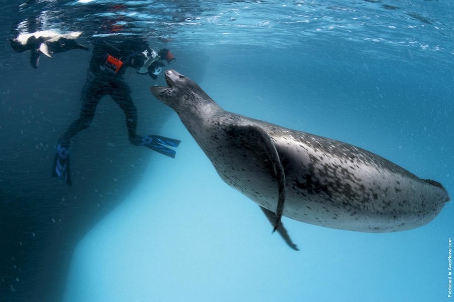     .  (Paul Nicklen)    National Geographic  ... - 10