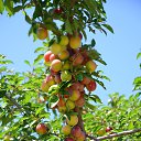 ���� ����������, ������� ��������, 63 ���� - ��������� 7 ���� 2014 � ������ ������