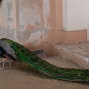 ���� ������, �������, 61 ��� - ��������� 18 ��� 2014 � ������ ���� ����������