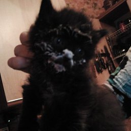 ������ ������, ������, 49 ���