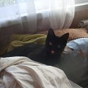 ����� 2013)))
 �� ������� ���� �������