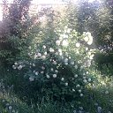 ������ - ��������� �� ������� ���� ����������