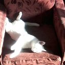 ���� ����, ���������, 34 ���� - ��������� 29 ����� 2014 � ������ ������ ��������