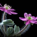 ���� �������, ��������, 55 ��� - ��������� 24 ������ 2014 � ������ ������ ��������