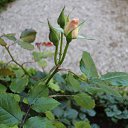 ���� �����, ������ �������� - ��������� 29 ���� 2014 � ������ �2014 ��