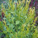 ���� ����, ��������, 54 ���� - ��������� 7 ������ 2014 � ������ �1�