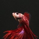 ���� �����, �������, 48 ��� - ��������� 1 ��� 2014 � ������ �Red�