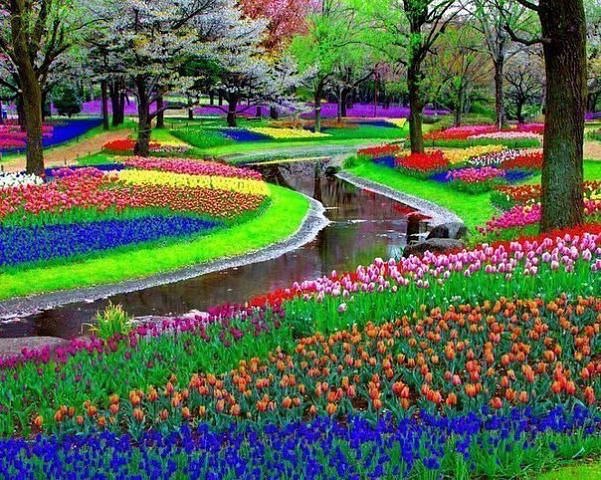   ʸ (Keukenhof)  .7   .