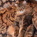 ���� ����������, ������� ��������, 63 ���� - ��������� 6 ���� 2014 � ������ ������ � �����