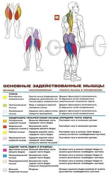 УПРАЖНЕНИЯ НА РАЗВИТИЕ МЫШЦ СПИНЫ: 1.Становая тяга 2.Тяга штанги в наклоне 3.Тяга штанги в наклоне ... - 7