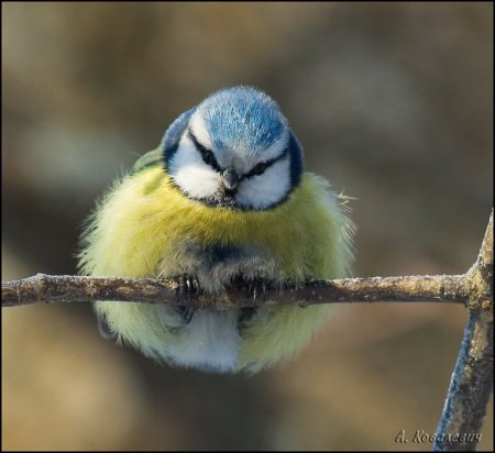 Favorite animals. - 20 ���� 2014 � 21:20