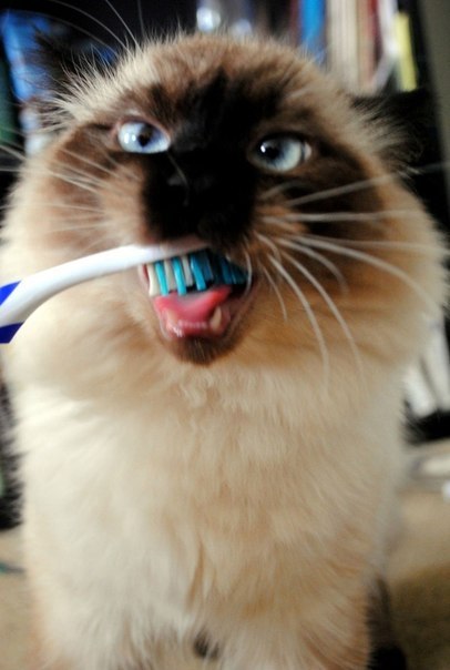 omnomnom :3
