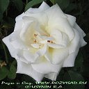 ���� �������, ������, 64 ���� - ��������� 31 ����� 2014