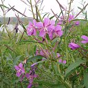 ���� ������, ����������, 66 ��� - ��������� 18 ������� 2014 � ������ ������ ��������