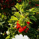 ���� 2014 �� ������� �� ��� - ��������!!!)))�