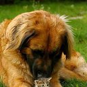  Shafi Afg,  -  3  2014    