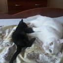 ���� ����, ���������, 34 ���� - ��������� 29 ����� 2014 � ������ ������ ��������