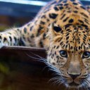 ���� �������, ����, 68 ��� - ��������� 23 ���� 2014 � ������ ������ ��������