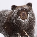 ���� Anuli, ������� - ��������� 8 ��� 2014 � ������ �������