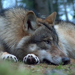 ���� �������, �������, 34 ���� - ��������� 7 ��� 2014