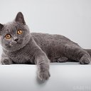   Tigress,  -  2  2014   