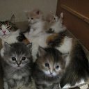 ���� �����-���� �������� �� ������� ������ ��������