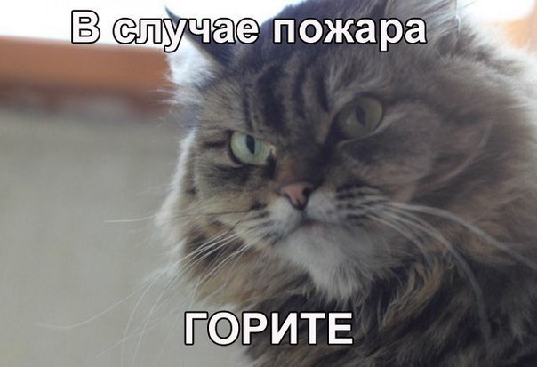 Наши любимцы :3 - 5 августа 2014 в 13:04