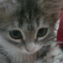 ���� ��������, ������, 36 ��� - ��������� 8 ������� 2014 � ������ ������ ��������