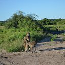 ����������� ������ �������� �� ������� ���� ����������