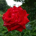 ���� ���������, �������, 43 ���� - ��������� 25 ����� 2014 � ������ ���� ����������