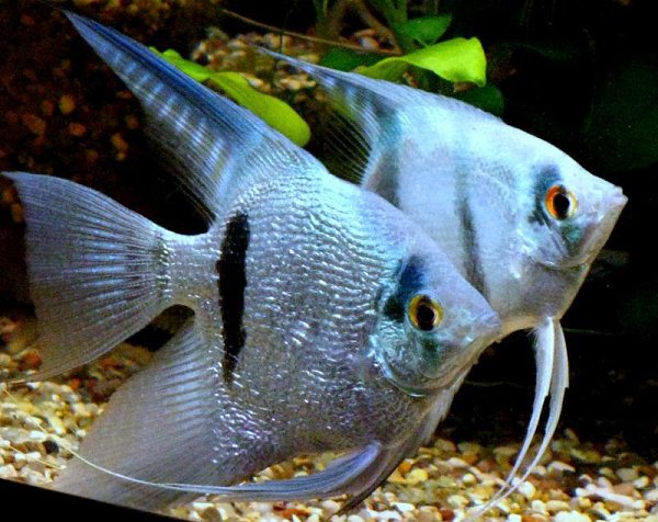 У меня всё,что связано с водой и её обитателями,c детства и по сей день является моим основным но не ... - 5