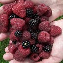 ���� �����, ����������� - ��������� 20 ������� 2014 � ������ ���� ���