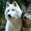 ���� Der Sohn Von "Lone Wolf", ������������, 47 ��� - ��������� 24 ������ 2014 � ������ ���� ����������