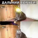 ���� Ginger, ������� - ��������� 19 ��� 2014 � ������ ������ ��������