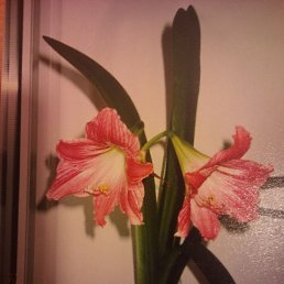 ���� ���������, ����������� - ��������� 7 ������� 2014