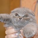 ���� ���[��]������, ������, 36 ��� - ��������� 6 ���� 2014 � ������ �����