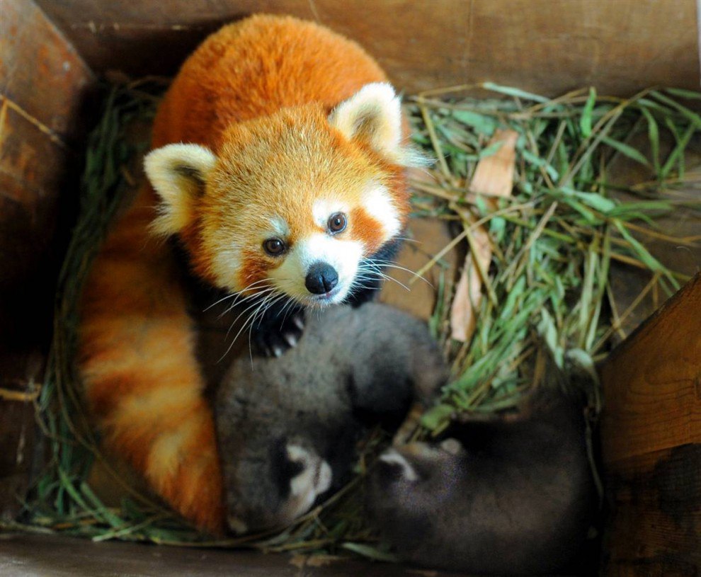  : firefox    .    -      ...