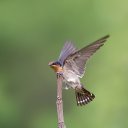 ���� ==Elena==, ������� - ��������� 17 ��� 2014 � ������ ���� ����������